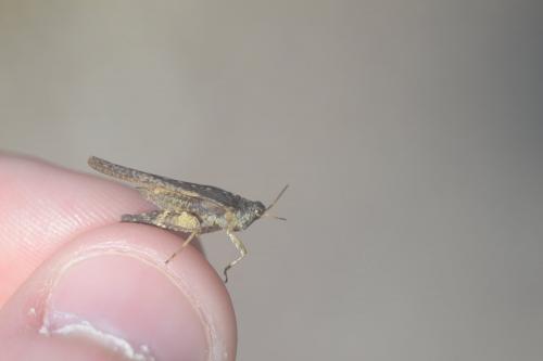 Réf. 214 595 : Tetrix subulata